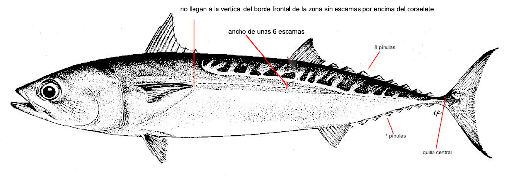 Auxis rochei_01.jpg